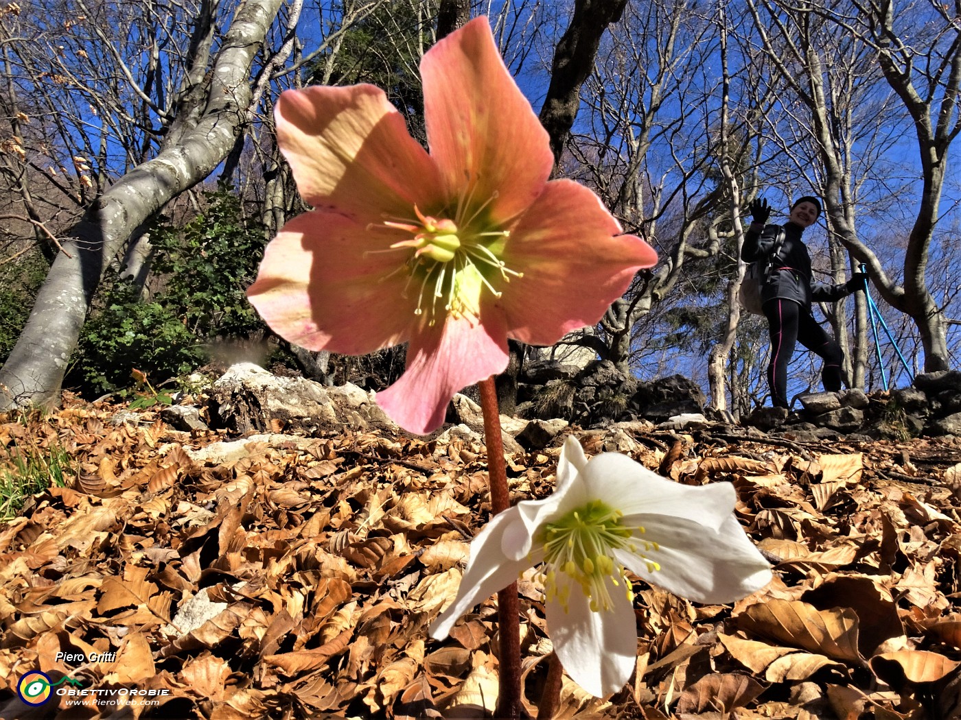 36 Helleborus niger (Ellebori) sui sentieri per il Monte Ocone .JPG